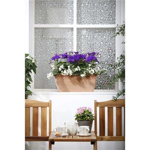 Winterharte Pflanzen für den Balkon
