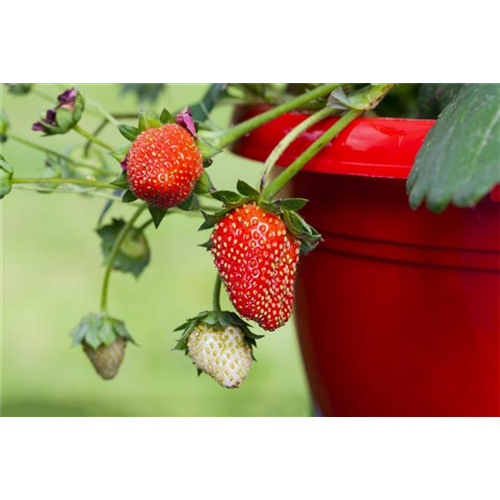 Erdbeeren im Topf ziehen