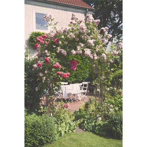 Sichtschutz für deinen Garten