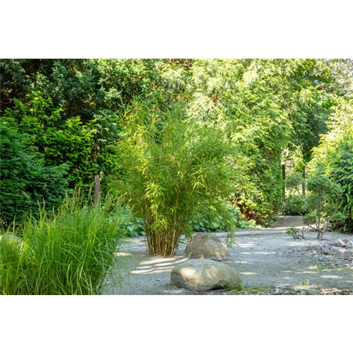 Bambus - der exotische Gartenschmuck