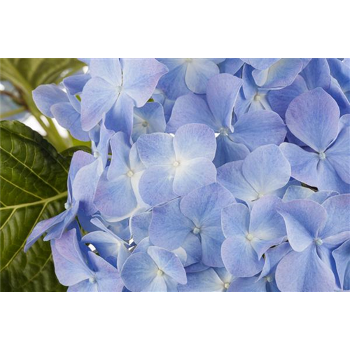 Blaue Hortensien
