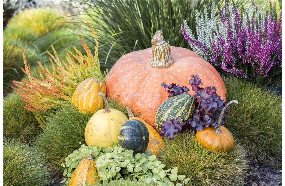 Der schöne Balkonkasten im Herbst Blumen Fenis