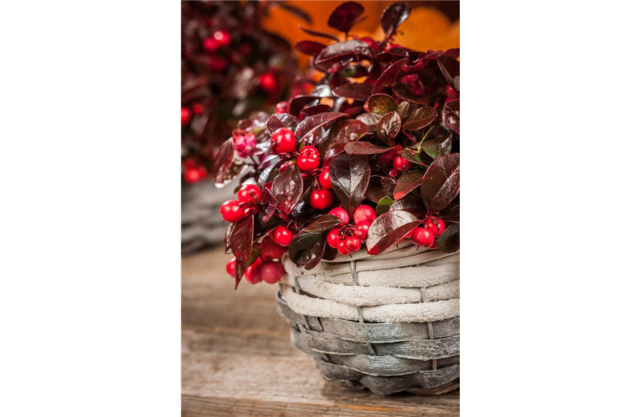 Der schöne Balkonkasten im Herbst Blumen Fenis