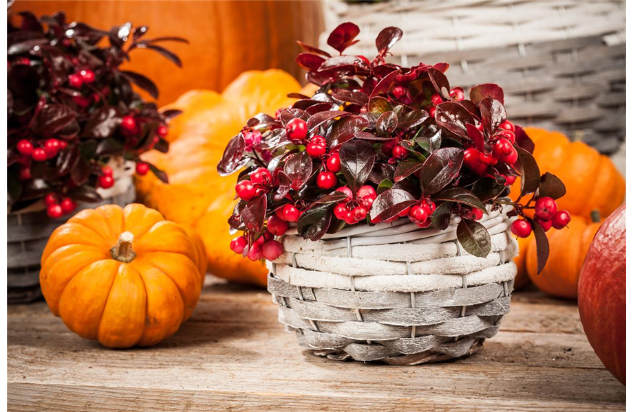 Der schöne Balkonkasten im Herbst Blumen Fenis