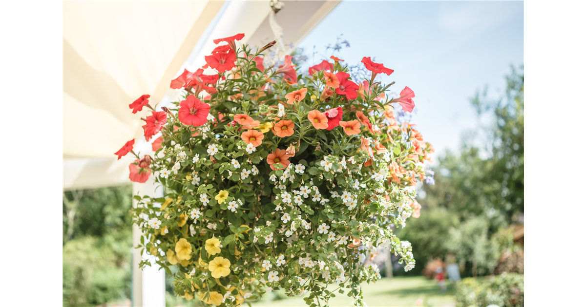 Die schönen Klassiker für den Balkon Blumen Fenis