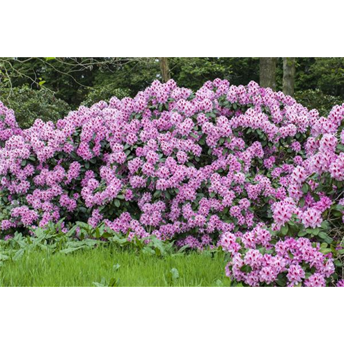 Ein Rhododendron-Spezial