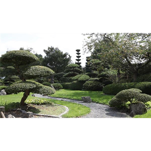 Gartengestaltung - Japangarten