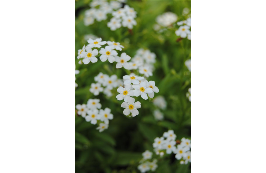 Dauerblühende Pflanzen Blumen Fenis