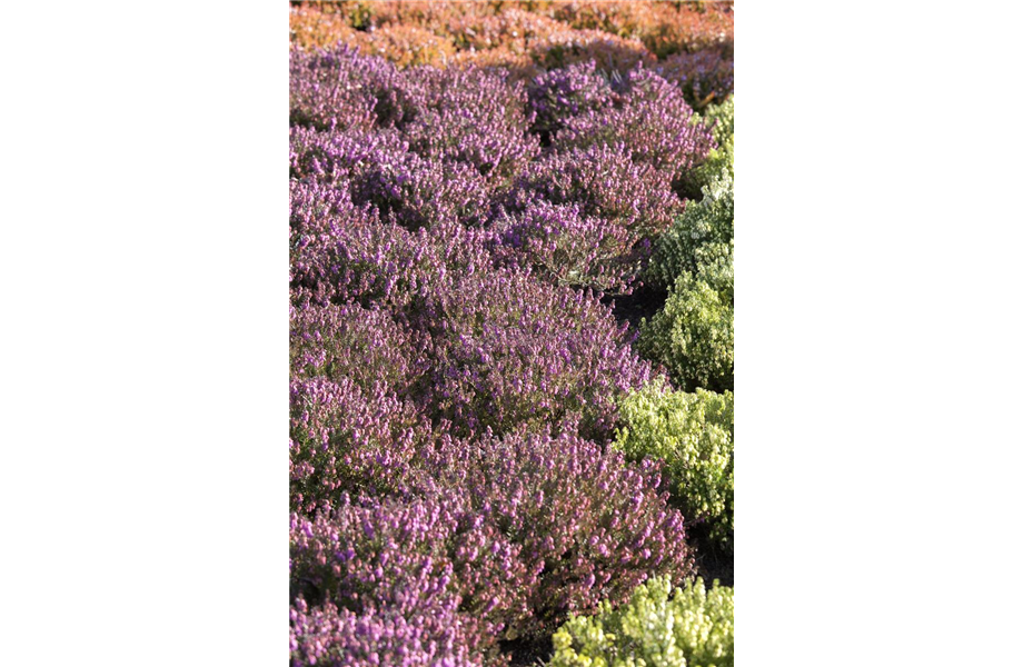 Dauerblühende Pflanzen Blumen Fenis