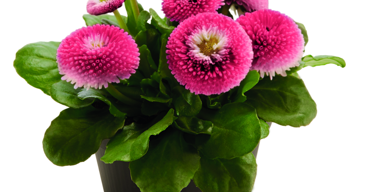 Tausendschön, Bellis perennis Blumen Fenis