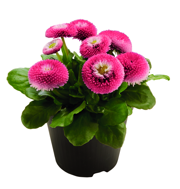 Tausendschön, Bellis perennis Blumen Fenis