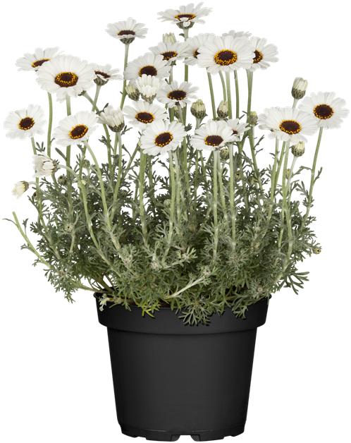 Marokkanische Margerite, Rhodanthemum hosmariense Blumen Fenis