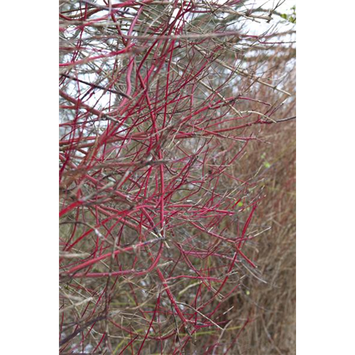 Hartriegel jung halten