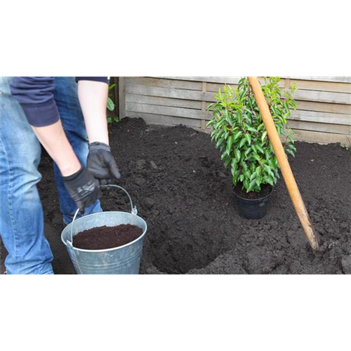 Portugiesische Kirschlorbeer - Einpflanzen im Garten