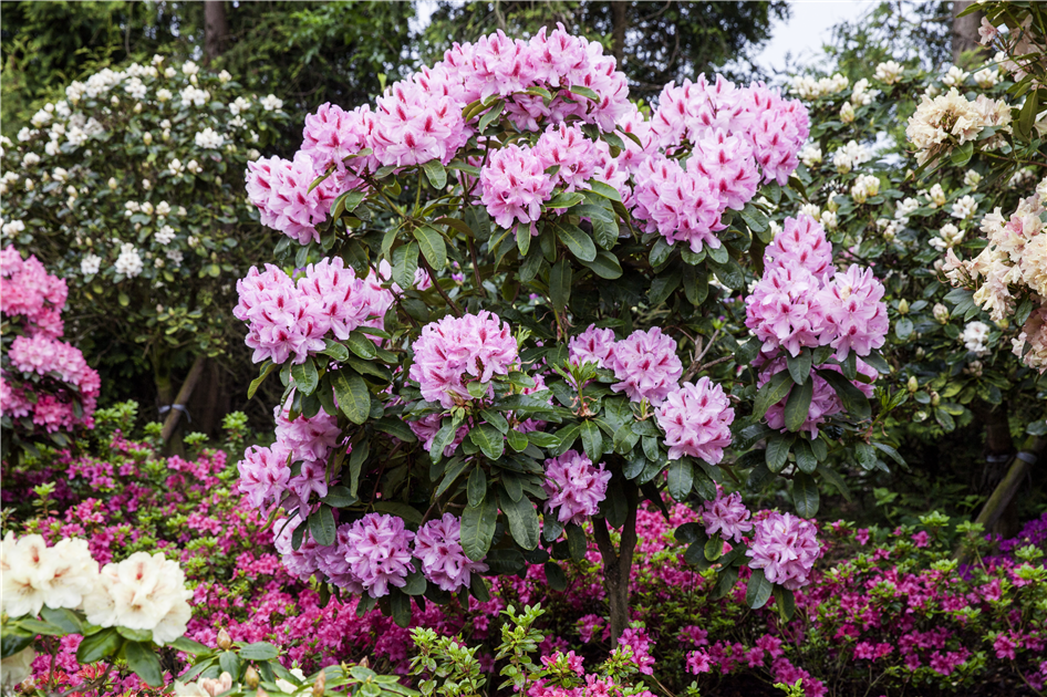 Schwarze Knospen am Rhododendron - Blumen Fenis