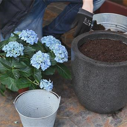 Hortensien - Einpflanzen in ein Gefäß