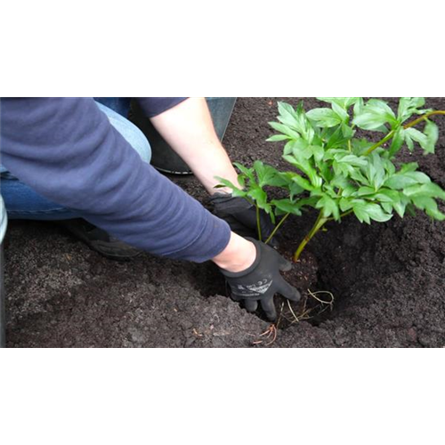 Pfingstrose - Einpflanzen im Garten