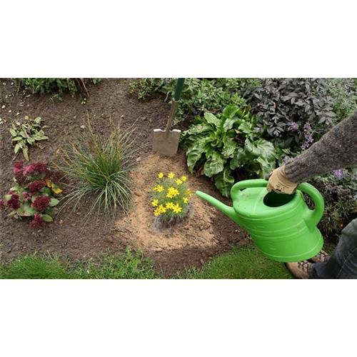 Mädchenauge - Einpflanzen im Garten