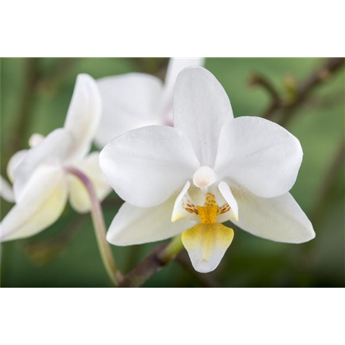 Der Kleinstgarten mitten in der Stadtwohnung