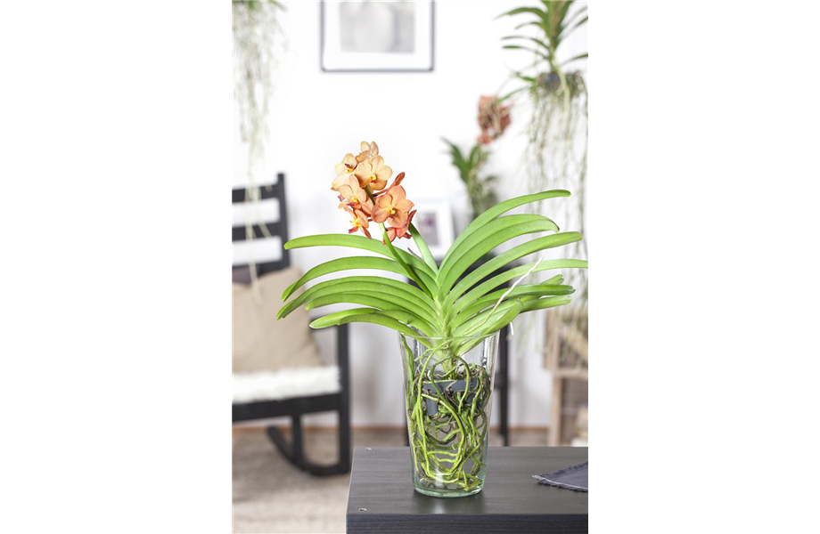 Die Königin der Zimmerpflanzen – Orchideen