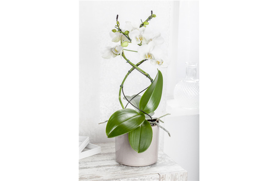 Die Königin der Zimmerpflanzen – Orchideen