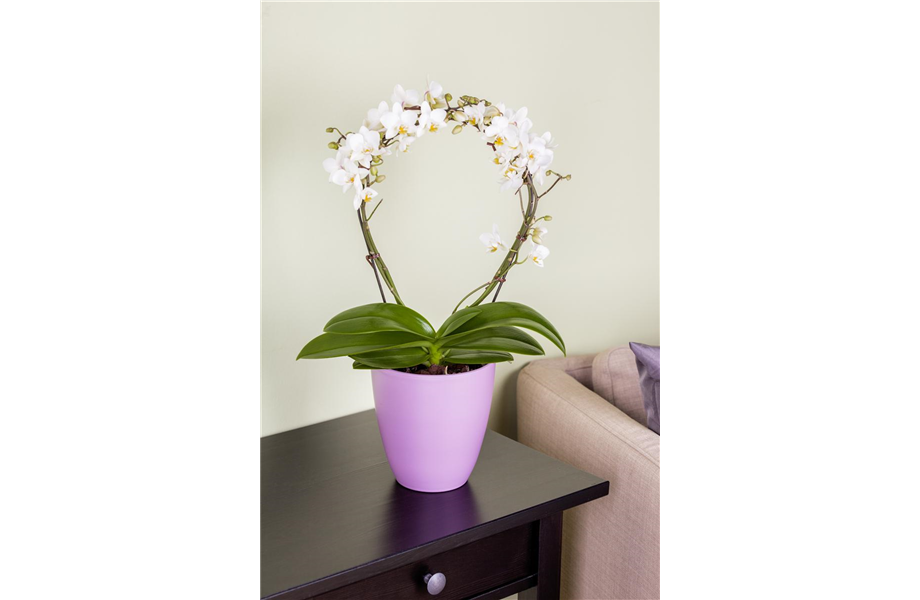 Die Königin der Zimmerpflanzen – Orchideen
