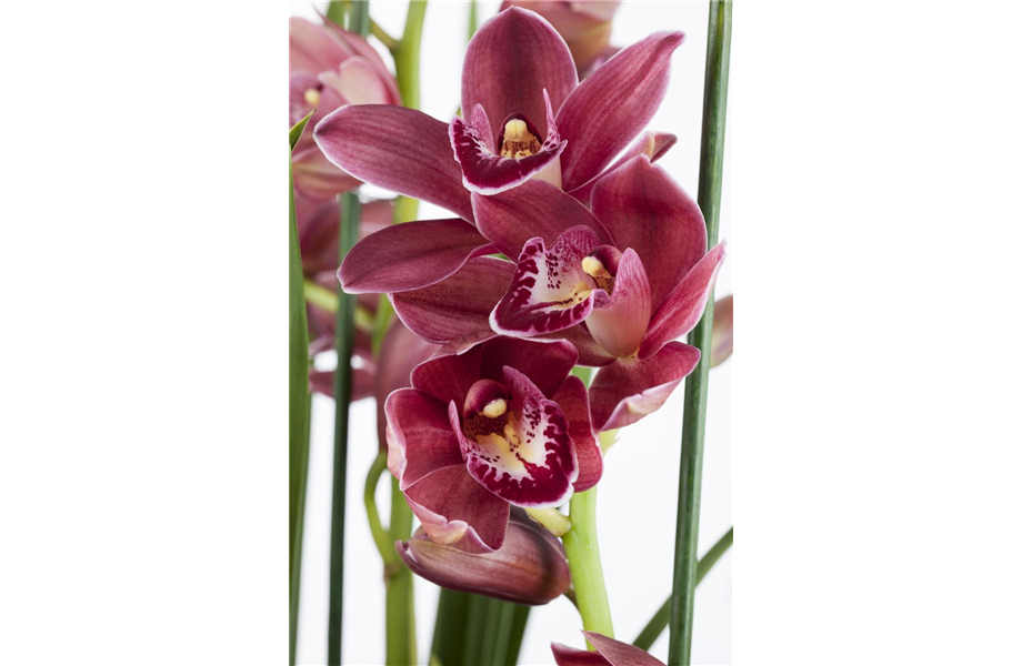 Die Königin der Zimmerpflanzen – Orchideen