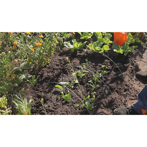 Radieschen - Aussaat und Aufzucht