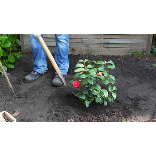 Kamelie - Einpflanzen im Garten