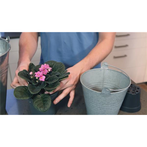 Usambaraveilchen - Einpflanzen in ein Gefäß