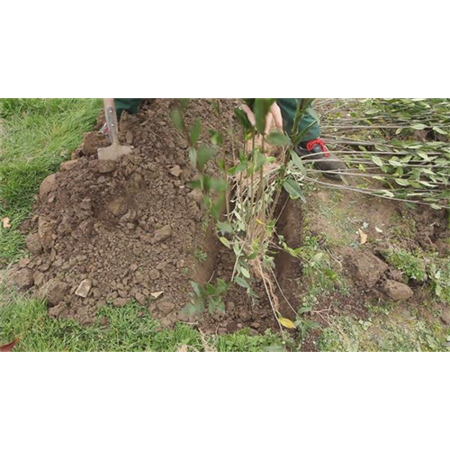 Ligusterhecke - Einpflanzen im Garten