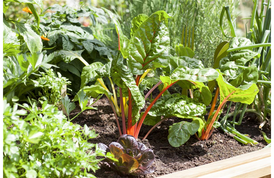 Das Blumenbeet: Blütenmeer im Garten