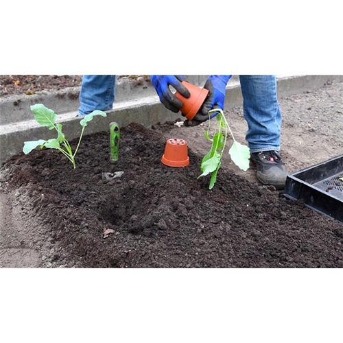 Kohlrabi - Einpflanzen im Gemüsebeet