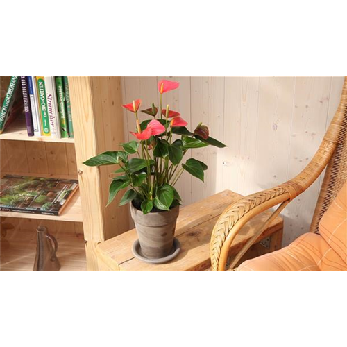 Flamingoblume - Einpflanzen in ein Gefäß