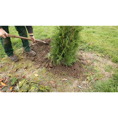 Lebensbaum - Einpflanzen im Garten