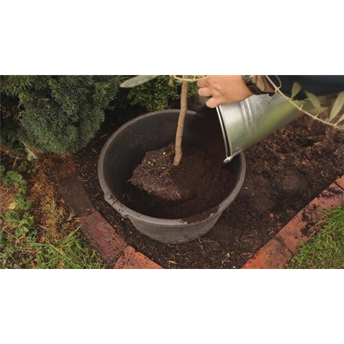 Olivenbaum - Überwintern