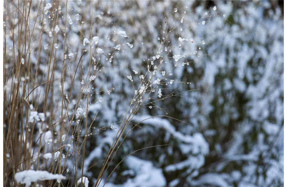 Gräser – vielseitig und schön