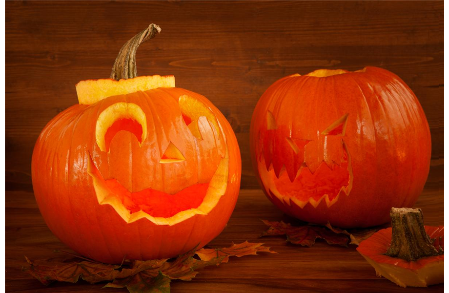 Kürbisernte Kürbisernte