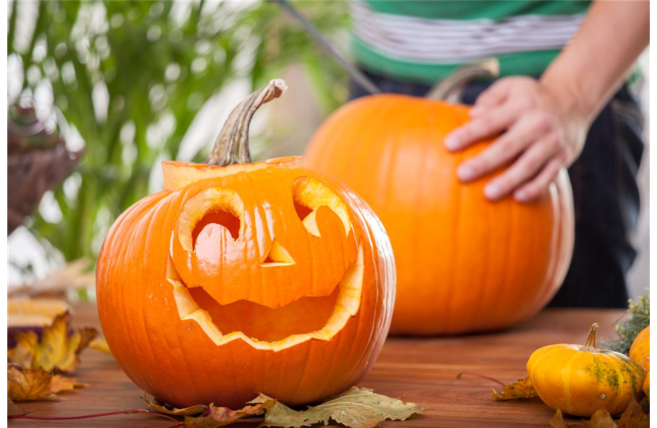 Kürbisernte Kürbisernte