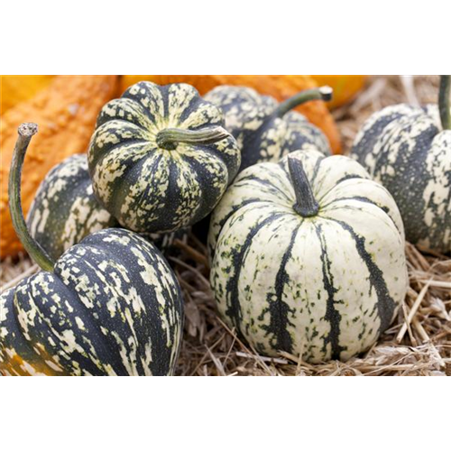 Reife Kürbisse ernten