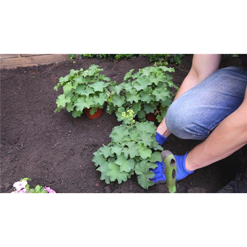Frauenmantel - Einpflanzen im Garten