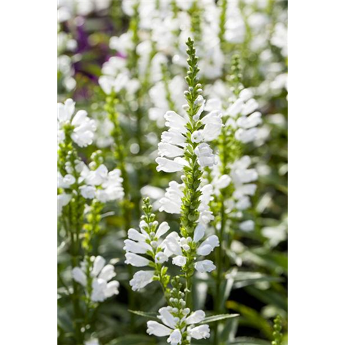 Pflanzen als natürlicher Dünger