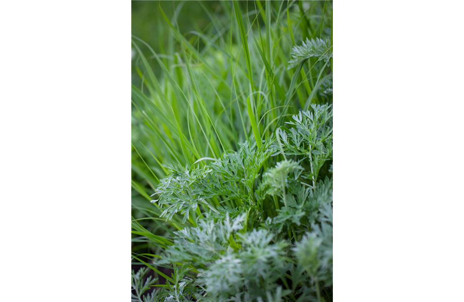 Anlegen des Kräutergartens