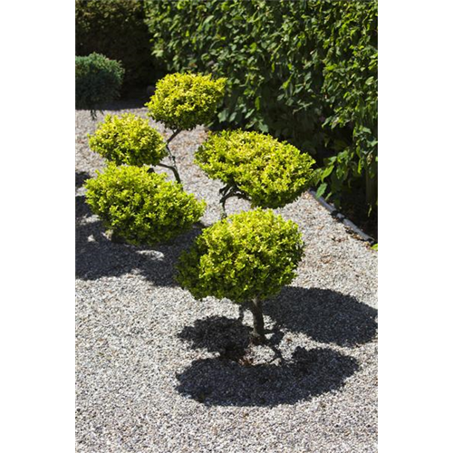 Gartenarbeit: richtig Mulchen mit Kies