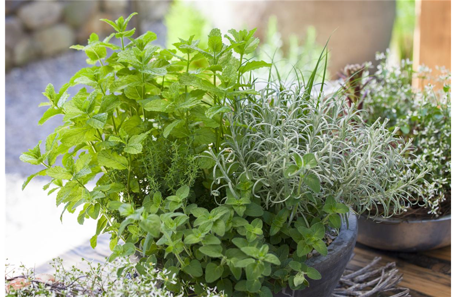 Gartentipps April 2025
