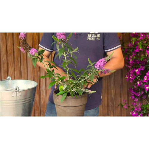 Sommerflieder - Einpflanzen in ein Gefäß