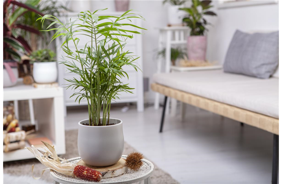 Die Pflege von Zimmerpflanzen