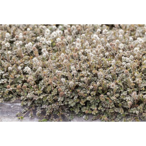 Bodendecker in Vlies pflanzen