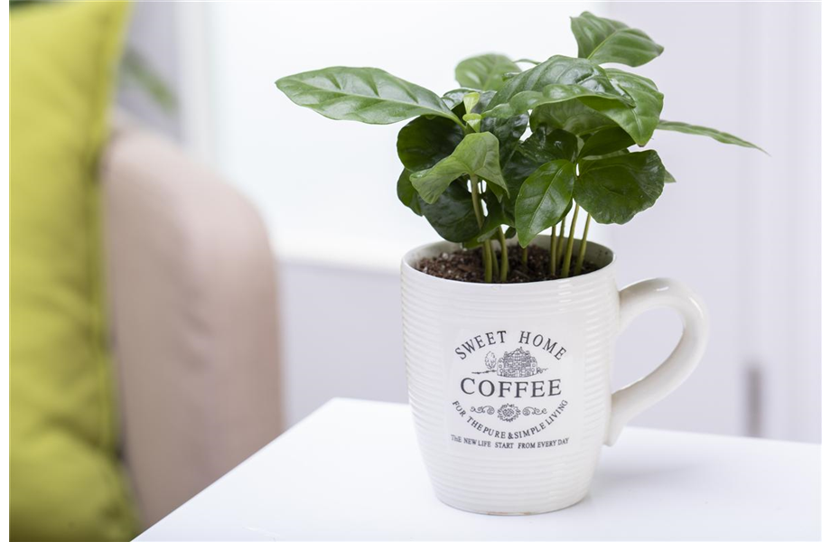 Eigener Kaffee aus dem Garten
