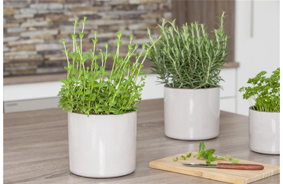 Anlegen des Kräutergartens